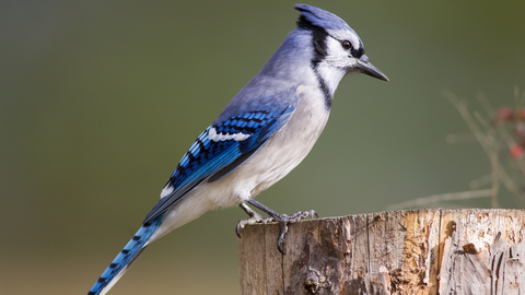 Blue Jay on Fence Post