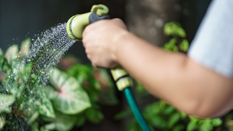 How to Water Plants Correctly: A Guide for Trees, Shrubs, and Gardens