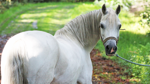 Spring Preparations for Horses: Seasonal Transition Tips