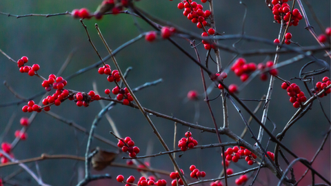 Ilex verticillata (Winterberry): A Native Holly for Wildlife & Winter Color