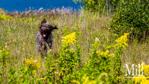Breed of the Month: Wirehaired Pointing Griffon