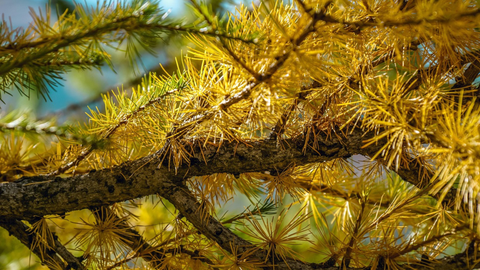 Needles on White Pine and Other Conifers Turning Yellow