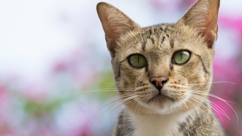 American Shorthair Close Up Image