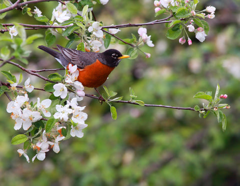 American Robins