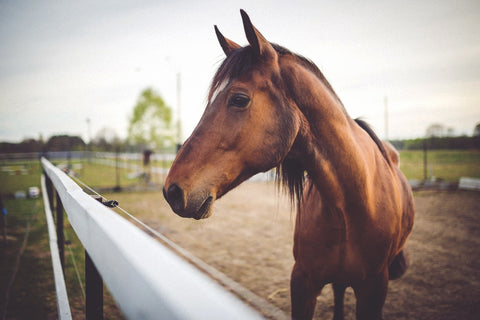 How to Find the Balance between Forage and Feed for Your Horses while Avoiding Obesity