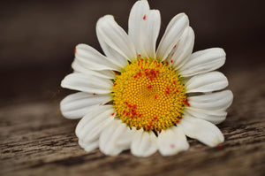 Red aphids on a white daisy flower