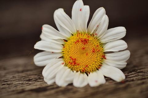 Red aphids on a white daisy flower