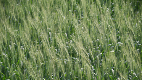 Barley Harvest Results and Wheat Lodging Risk Maryland | The Mill