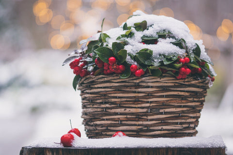 basket of evergreens & berries