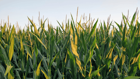 Why Holganix Bio 800+ Is Changing How Farmers Think About Soil Health