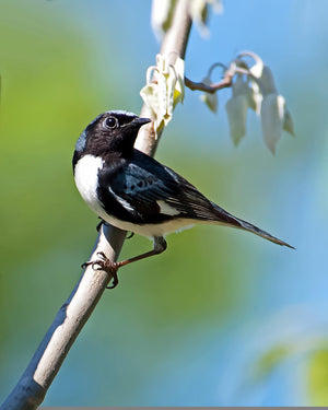 Black-Throated Blue Warbler