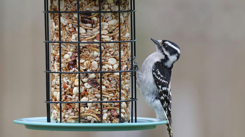A Downy Woodpecker feeding from a bird feeder