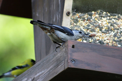White-Breasted Nuthatch at a bird feeder