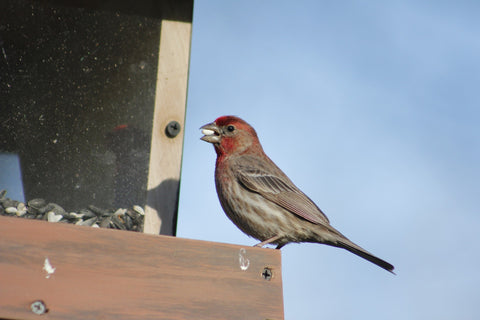 House Finch