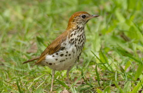 Wood Thrush on grass