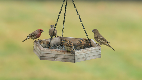 Should You Keep Feeding Birds in Spring?