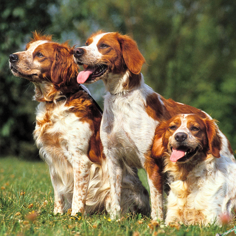 3 Brittany spaniels