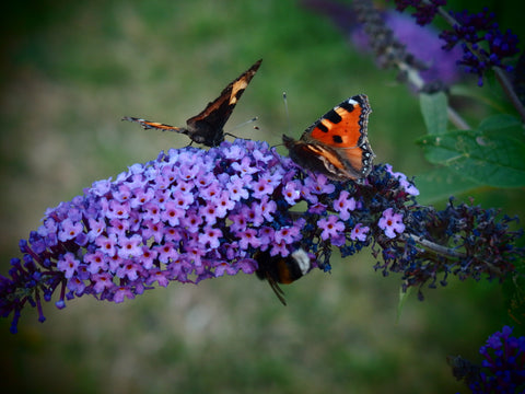 butterflies on buddleia