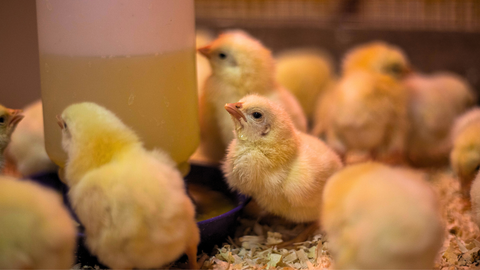 Choosing the Right Chick Breed for Your Backyard Flock