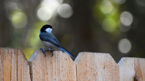Carolina Chickadee: February 2026 Wild Bird of the Month