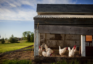 picture of chickens next to their coop