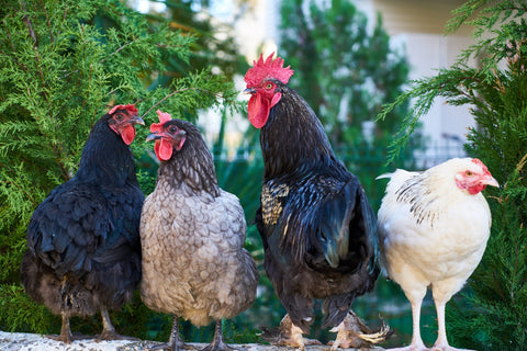 a rooster and 3 hens