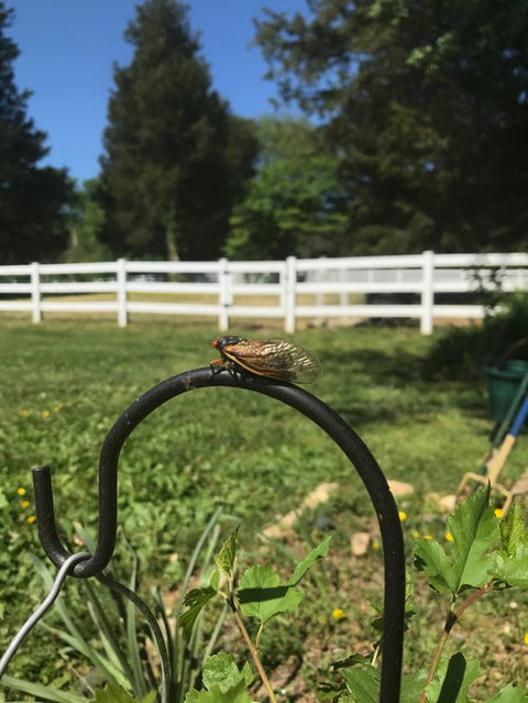 Cicadas - The Rise of Brood X