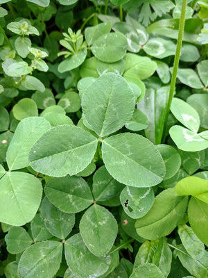 Cover Crop mix