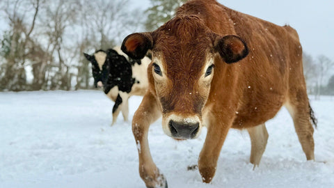 Keeping Water Open: Winter Water for Livestock and Poultry