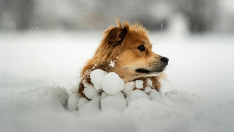 Cold Weather Care for Dogs and Cats: Keeping Pets Comfortable and Safe This Winter