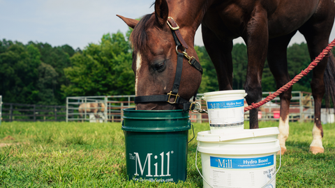 Keeping Horses Cool, Comfortable and Hydrated During Summer Heat