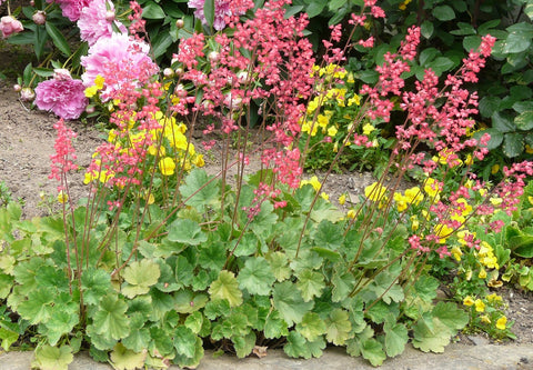 Coral Bells in a garden