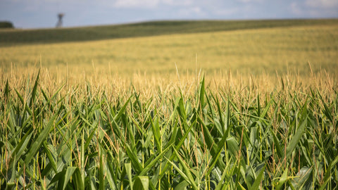 Corn Grain Fill Update: Short-Season Hybrids Impress in Maryland Fields