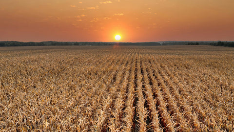 Harvest Resumes in Maryland With 10 Clear Days Ahead | Cover Crop Update | The Mill