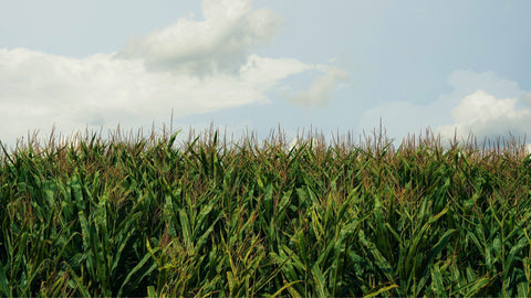 Gray Leaf Spot Confirmed in Maryland Corn as Sweet Corn Signals a Strong Season