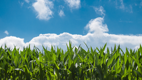 Maryland Drought Update and Corn Nitrogen Timing | The Mill
