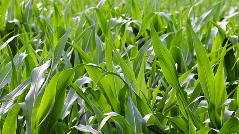 Corn Heads Toward Tasseling as Drought and Heat Threaten Maryland Fields | The Mill