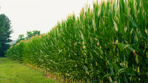 Summer Crop Update: Corn and Double Crop Soybeans Need Rain as Fair Season Kicks Off