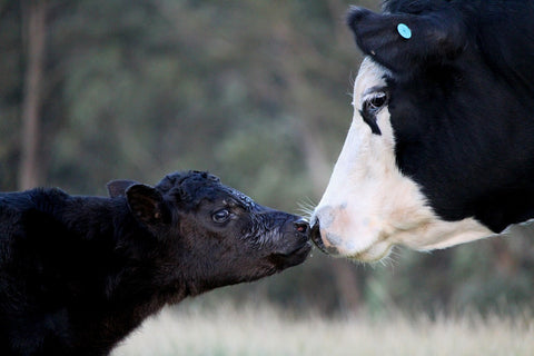 Mother beef cow touching the nose of her baby calf