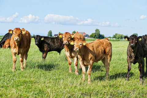 Weaned Beef Calves in pasture