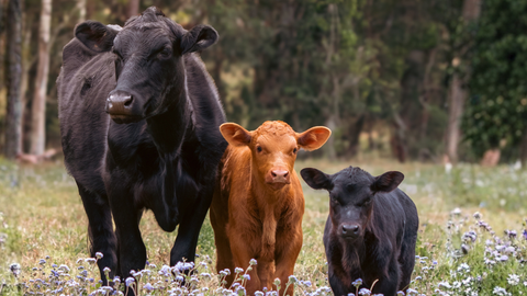 Prepping for Weaning Season: Tips for Beef Cattle