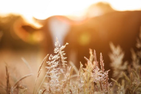 Managing Livestock in The Heat