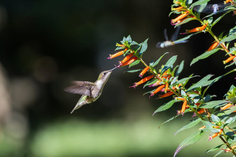 Hummingbirds feeding from cuphea flowers