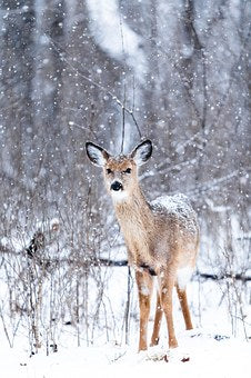 Feeding Deer in the Fall and Winter Is Beneficial for Bucks, Does, and Fawns