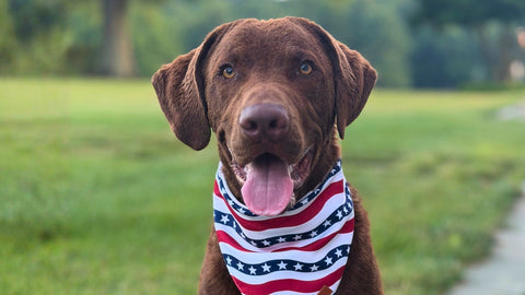 Grain-Free vs. Limited Ingredient Dog Food: How to Choose the Right Fit