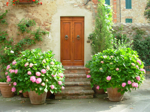 hydrangea in pots