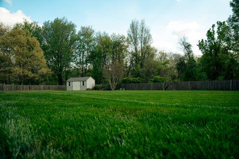 A green yard with a shed and fence in the background