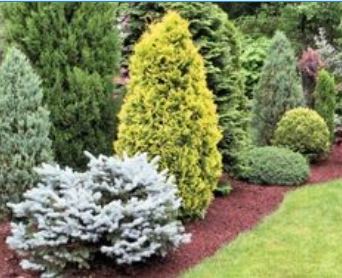 Dwarf Conifers