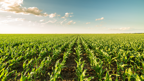 Spring Agronomy Update: Wheat Hits Growth Stage Five as Corn Planting Season Closes In