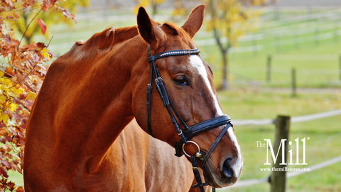 A horse surrounded by fall foliage and a fence in the background